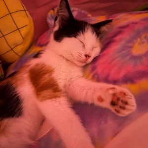 Meet your Posher, Lena